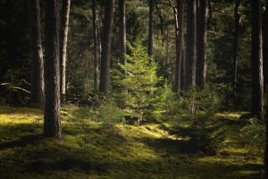 17514_Fotograf_Flemming Foged Hansen_The little spruce tree_
